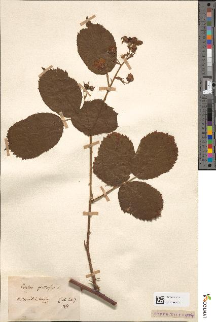 spécimen de Rubus fruticosus