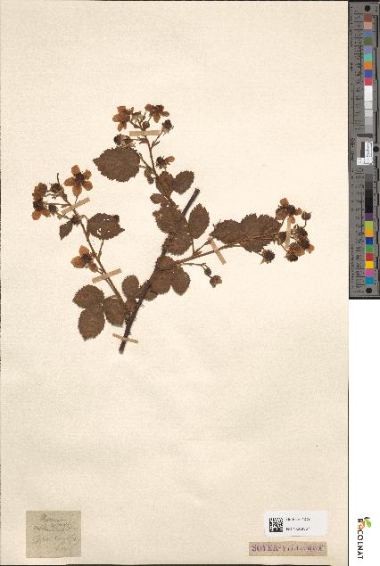 spécimen de Rubus suberectus