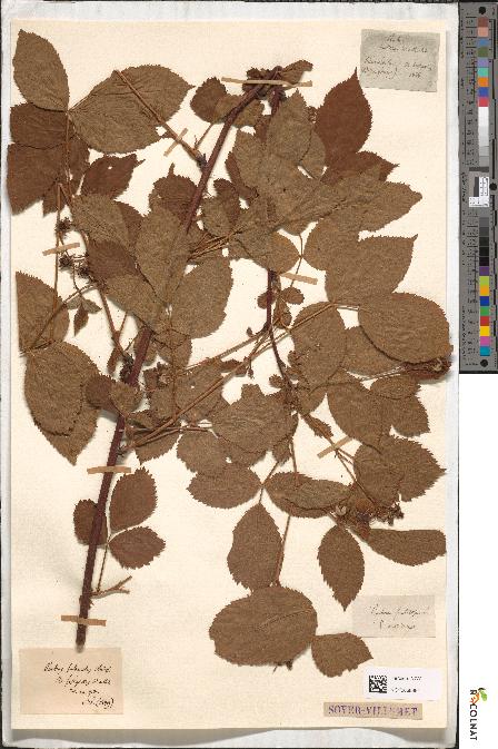 spécimen de Rubus suberectus