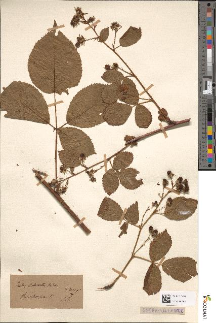 spécimen de Rubus suberectus