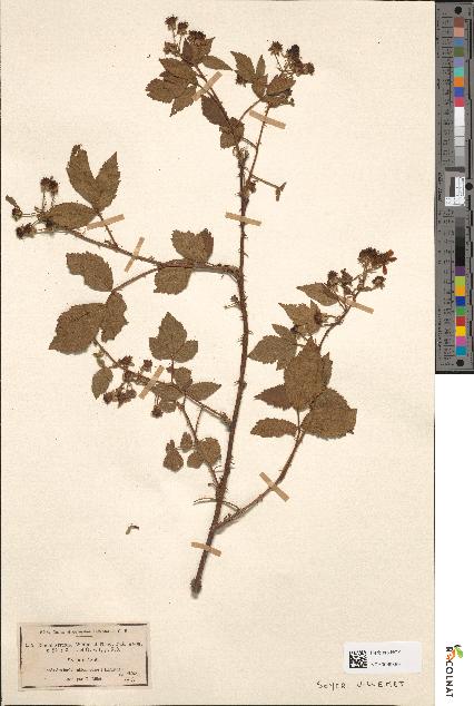 spécimen de Rubus affinis
