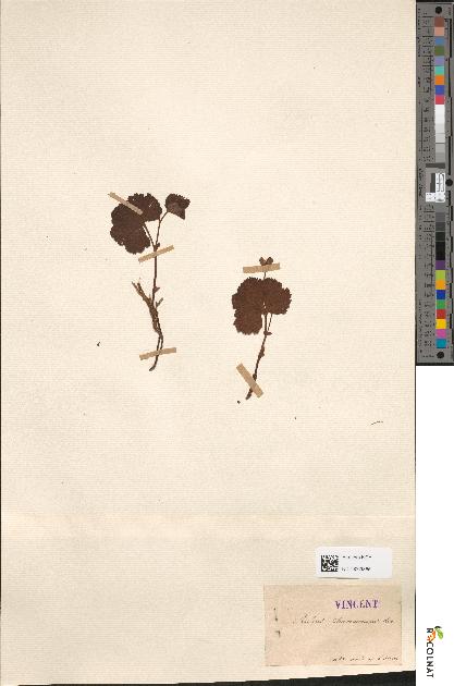 spécimen de Rubus chamaemorus