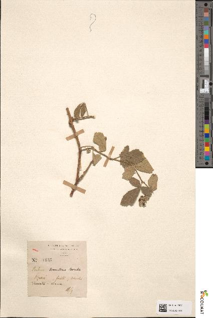 spécimen de Rubus tomentosus
