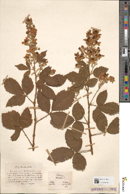 spécimen de Rubus tomentosus