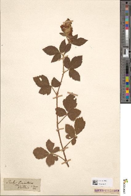 spécimen de Rubus tomentosus