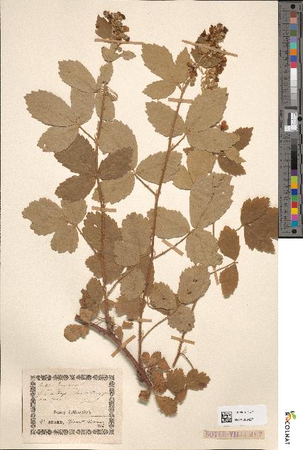 spécimen de Rubus tomentosus