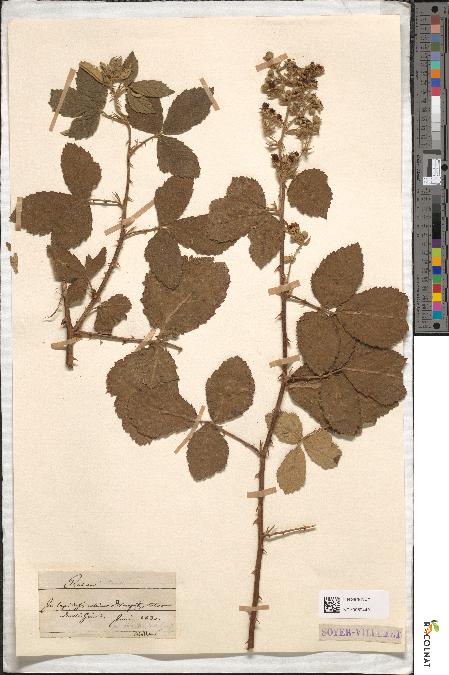 spécimen de Rubus tomentosus