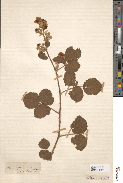 spécimen de Rubus fruticosus