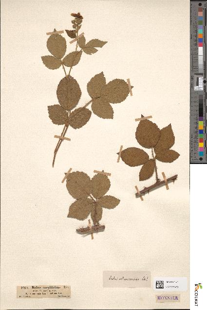 spécimen de Rubus corylifolius