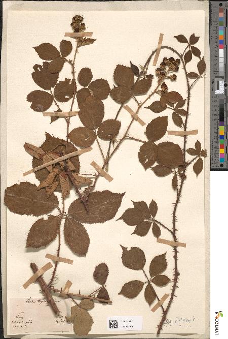 spécimen de Rubus discolor