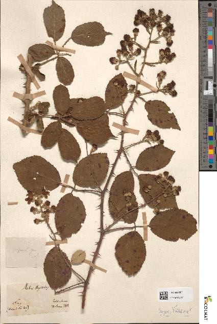 spécimen de Rubus discolor