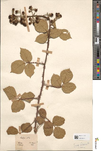 spécimen de Rubus discolor