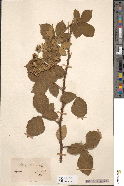 spécimen de Rubus collinus