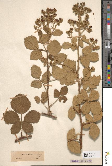 spécimen de Rubus collinus