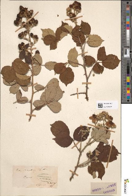 spécimen de Rubus dalmaticus