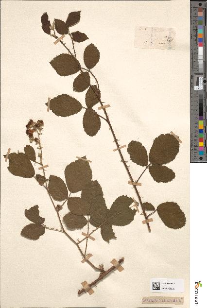 spécimen de Rubus tomentosus
