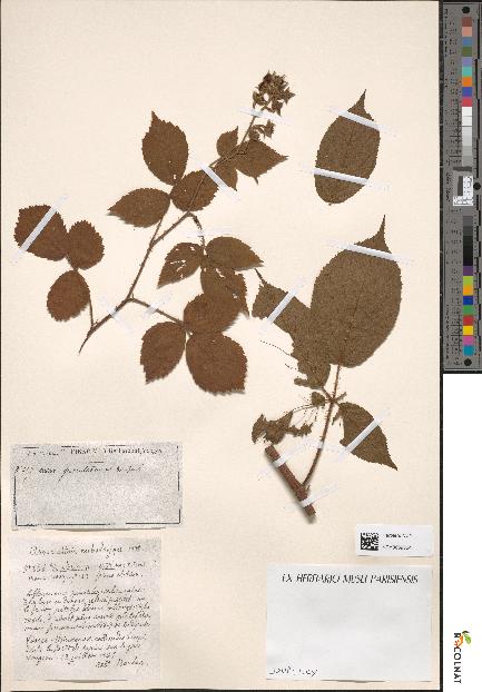spécimen de Rubus pinetorum