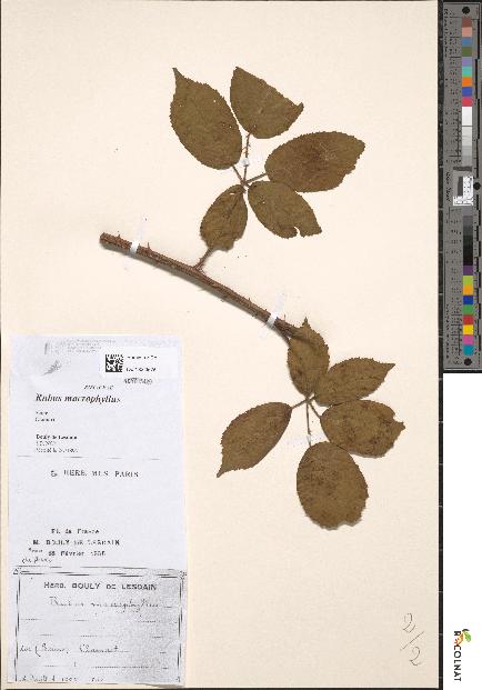 spécimen de Rubus macrophyllus