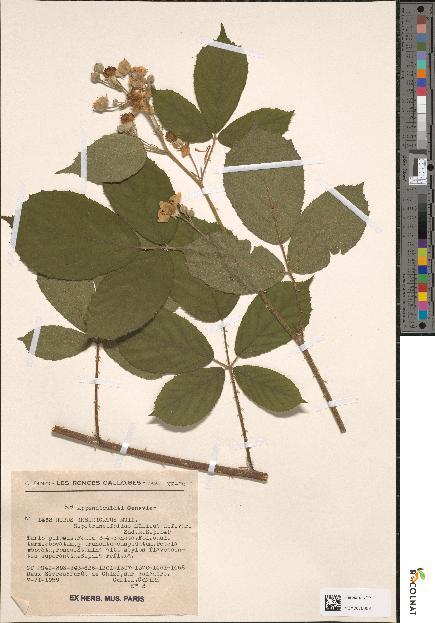 spécimen de Rubus insericatus