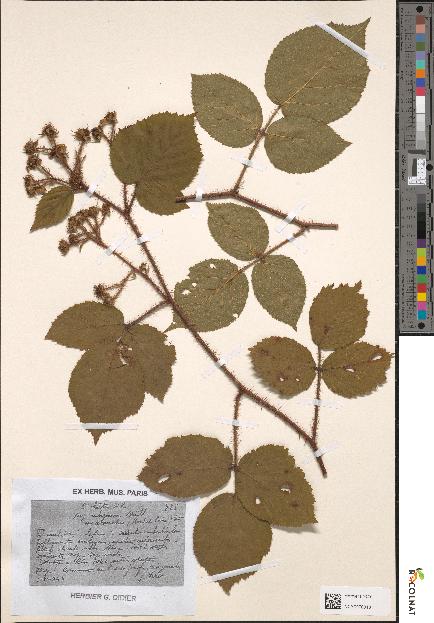 spécimen de Rubus hirtus
