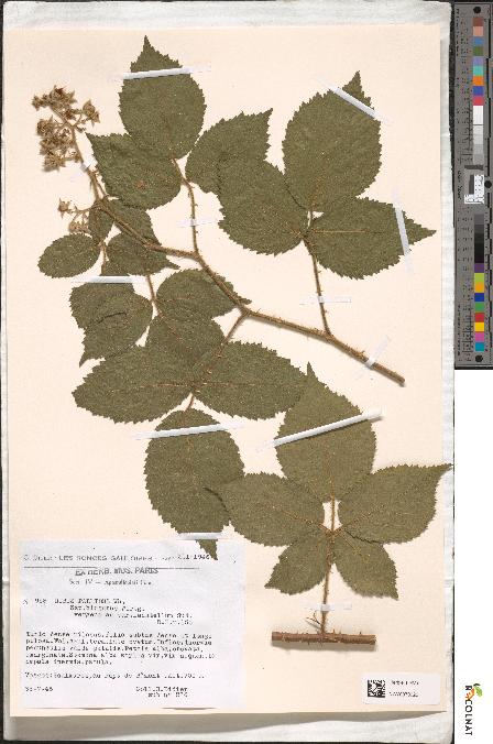 spécimen de Rubus pallidus