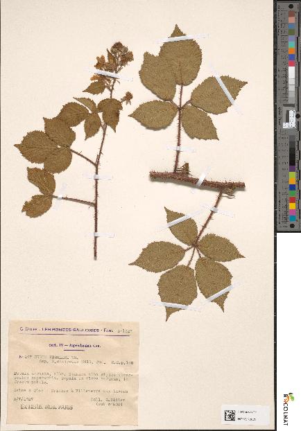 spécimen de Rubus koehleri