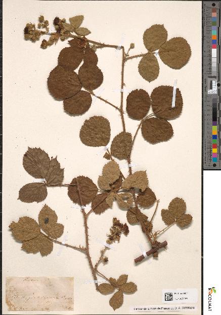 spécimen de Rubus vestitus