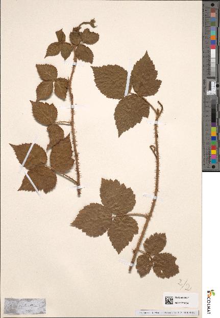 spécimen de Rubus nemorosus