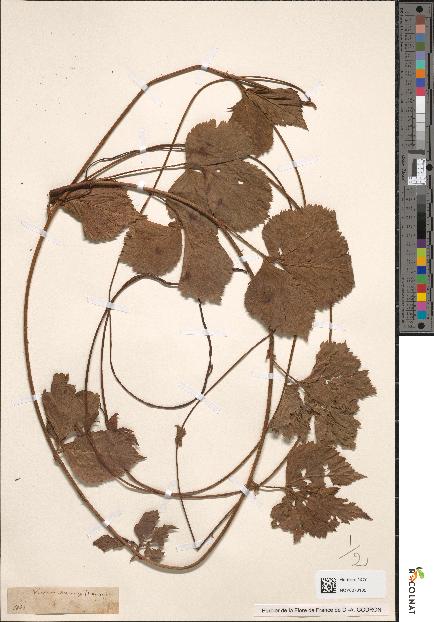 spécimen de Rubus saxatilis