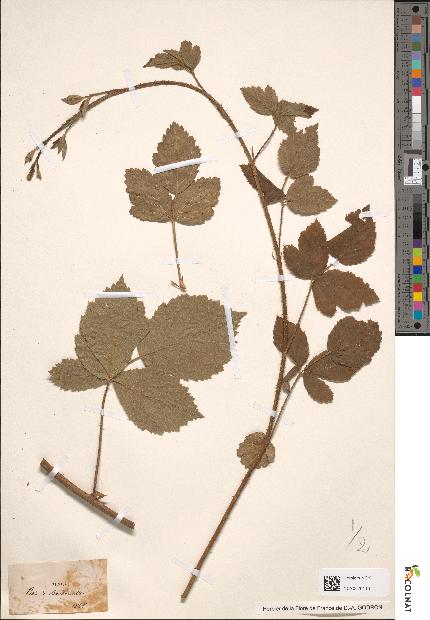 spécimen de Rubus dumetorum