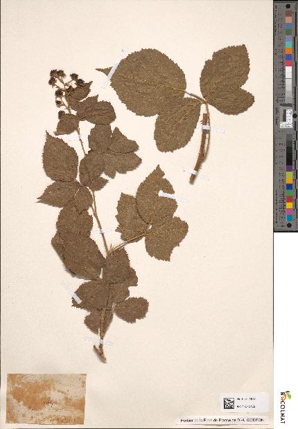 spécimen de Rubus dumetorum