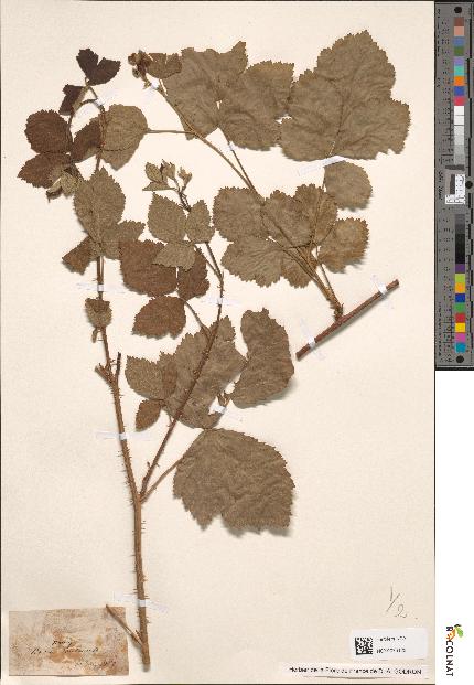 spécimen de Rubus dumetorum