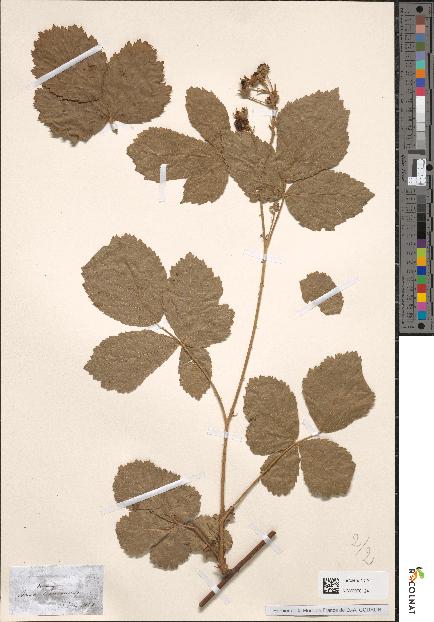 spécimen de Rubus dumetorum