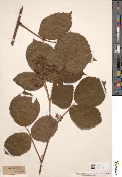 spécimen de Rubus glandulosus