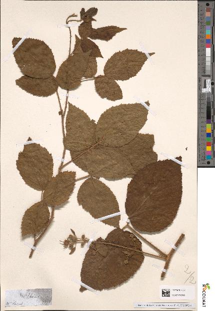 spécimen de Rubus glandulosus