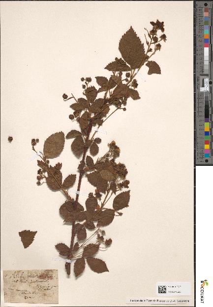 spécimen de Rubus nitidus