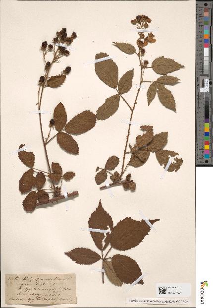 spécimen de Rubus thyrsoideus
