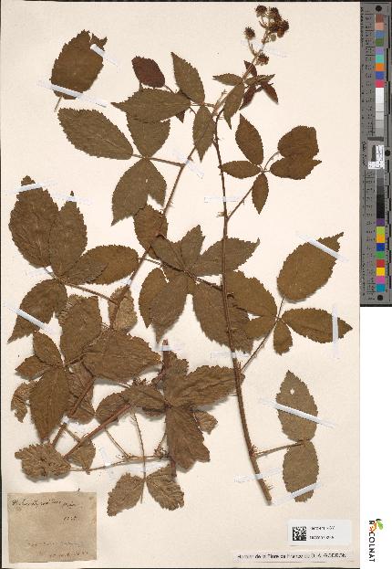 spécimen de Rubus thyrsoideus