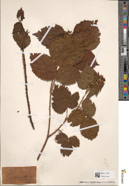 spécimen de Rubus carpinifolius