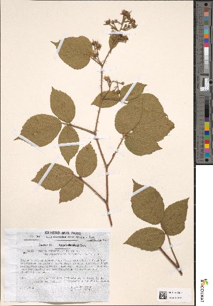 spécimen de Rubus tereticaulis
