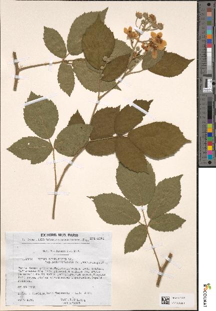 spécimen de Rubus silvaticus
