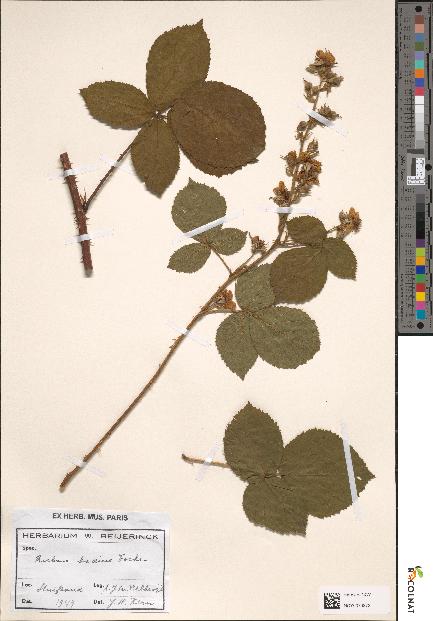spécimen de Rubus badius