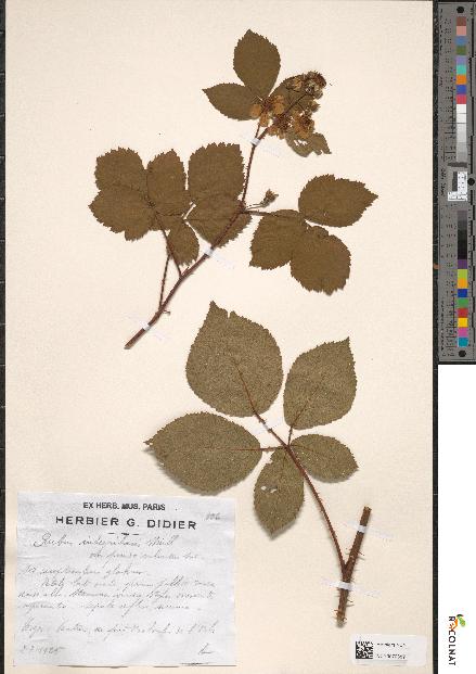 spécimen de Rubus integribasis