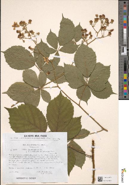 spécimen de Rubus silesiacus