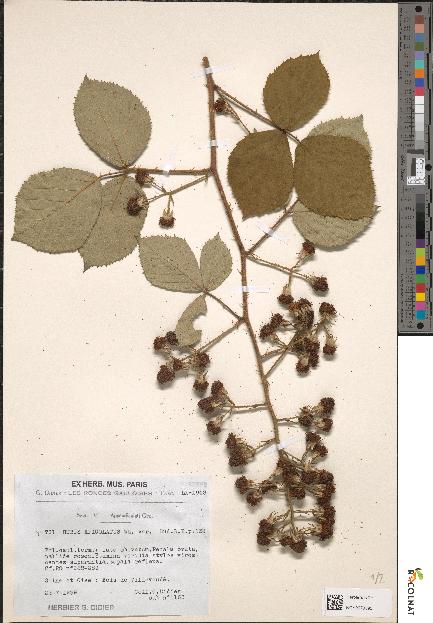 spécimen de Rubus apiculatus