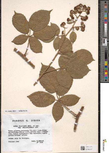 spécimen de Rubus gratiosus