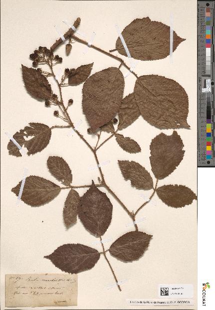 spécimen de Rubus menkei