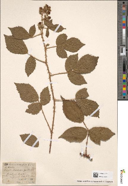 spécimen de Rubus deseglisei