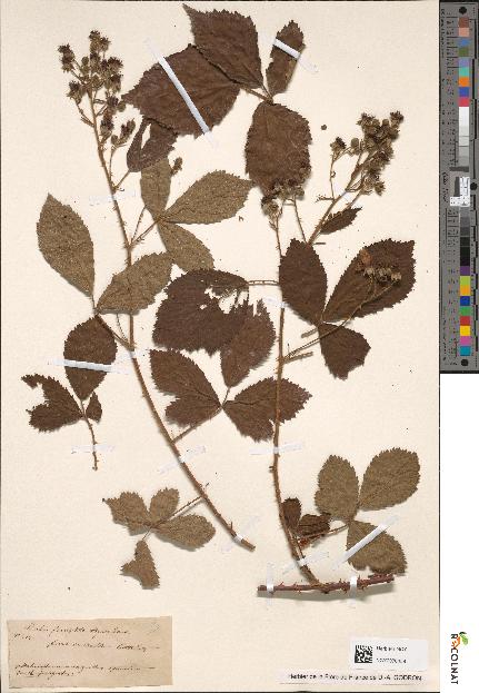 spécimen de Rubus humifusus