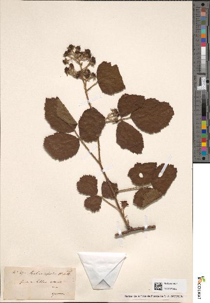 spécimen de Rubus infestus